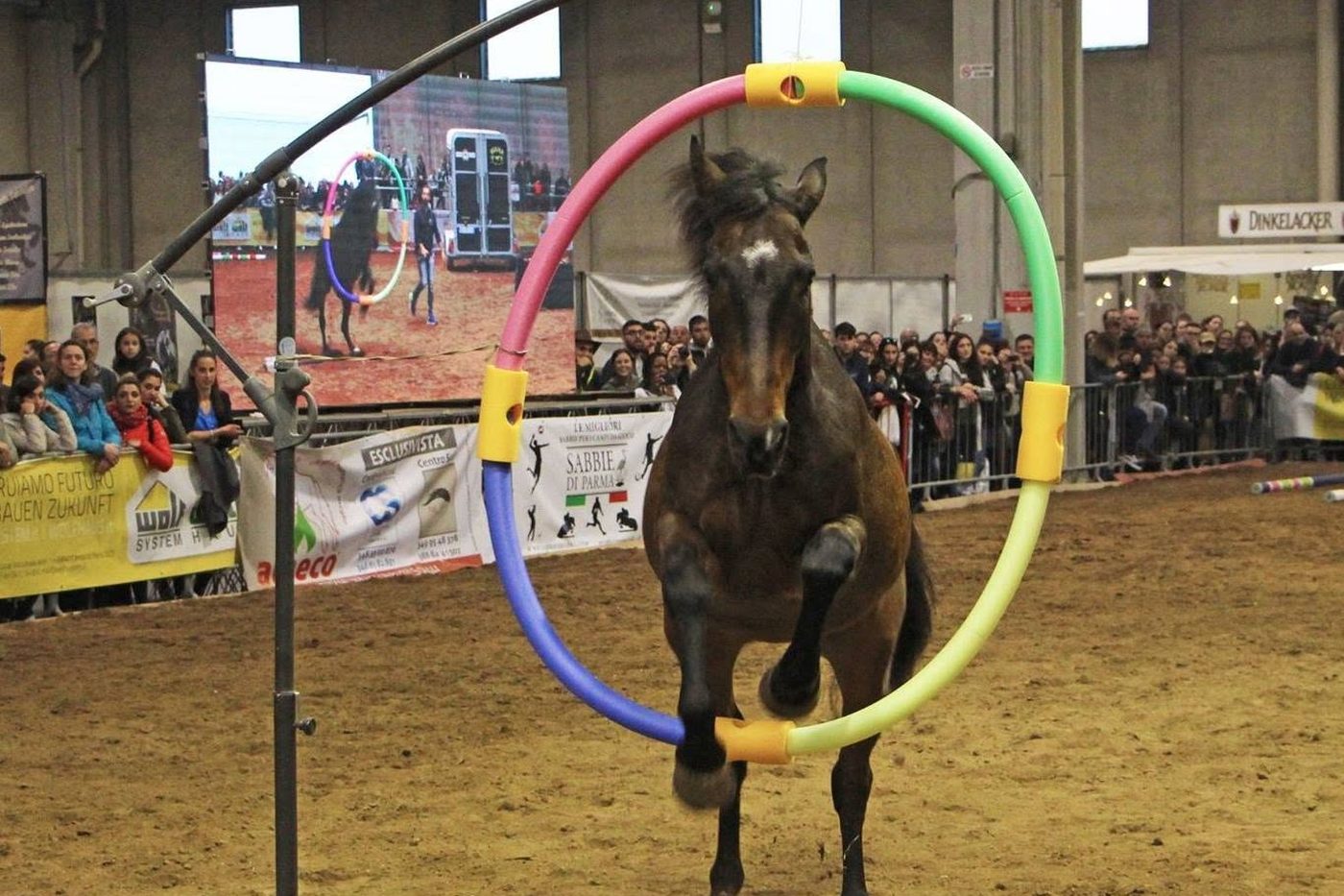 Un cavallo in libertà durante uno show